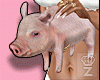 My Pig AVI