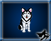 Animated: Wolf Pup