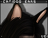v. Cat/Dog Ears: Eva