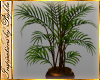 I~Aut Shade Palm Plant