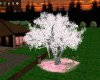 Romantic Ani Cherry Tree