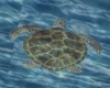 C2u 2-D Sea Turtle