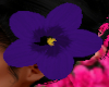 purple hibiscus flower