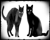 BLACK CATS BCKGRD FILLER