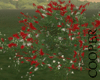 !A red flowers