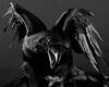iTz BlackBird