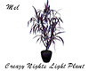 CreazyNights Light Plant