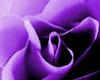 purple flower