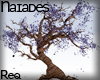 N| Jacaranda mimosifolia