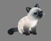 Kitten pet