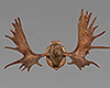 Wall Moose Horns