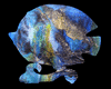 Blue fish