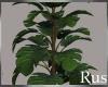Rus Leaf Plant 2