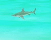 P9)Swim with Sharks Anim