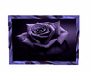 purple rose picture 4