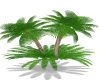 Palm Tree Plant