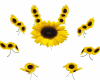*L* Sunflower