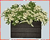 Kawaii Plant Box