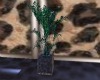 leopard plant