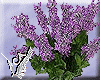 A Bouquet Of Lilacs