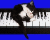 Kitten sleeping on Piano