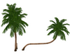 3 palmiers