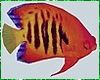 Kawaii Fish Animated