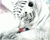 tiger pet blanc