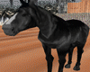 (ms) Black arab horse