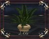 Exclusive Plant