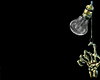 Z* Degaje Shiny D. B/S