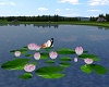 ~CR~Water Lily1 /8 Poses