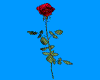 Animated Turning Rose