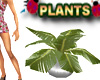 Exotic Plants Fern