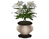 Roman Lilly flowerpot
