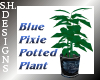 Blue Pixie Potted Plant