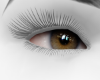 Fox Eyes