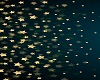 CAE Stars Animated