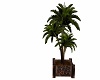 bcs Palm In Planter