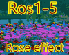 Rose effect