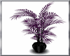 (D) purple fern plant