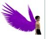 violet wings
