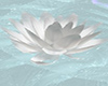 water ripples VZ52FD
