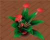 [DML] Red Calla Lillies