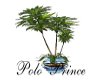 Polo Prince Plant V2