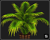 Palm Plant 2