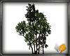 (ED1)pine tree--AC