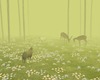 THE MEADOW
