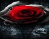Dark Art Red Rose