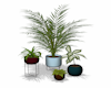 Set of Potted Plants